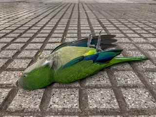 Fotobehang dead monk parakeet (Myiopsitta monachus) on the ground in Buenos Aires © Chris Peters