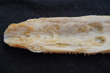 Structure of a dried tongue of a Pirarucu fish (Arapaima gigas), taste buds and fang buds. Manaus,...