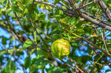 juicy lemons on a tree branch in the Mediterranean 25