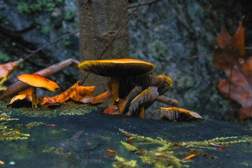 Autumn Mushroom