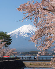 富士山と桜