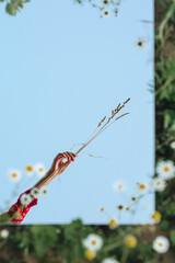 camomile, agriculture, air, sky, seasons, spring, summer, background, hand, oats,daisies,...