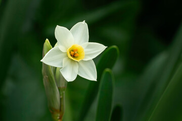 Closeup of paper white narcissus flower in bloom