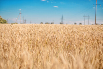 A picturesque scene unfolds: ripe wheat sways under the blue sky, symbolizing the prosperity and...