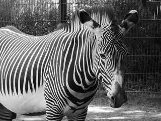 Fototapeta na wymiar Zebra and Crocodile in a Zoo