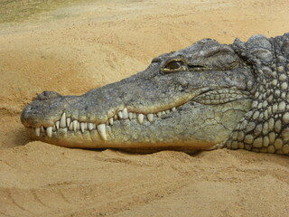 Zebra and Crocodile in a Zoo