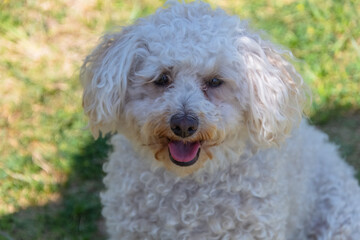 White Havanese Poodle dog
