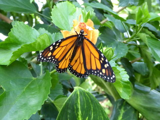 Insel Mainau Bodensee Flowers and Butterfly