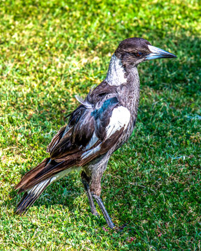 A young Australian Magpie standing on the grass