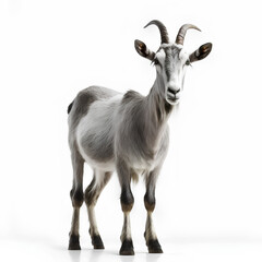 goat isolated on white