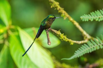 Violet-tailed Sylph - Aglaiocercus coelestis, beautiful long tailed hummingbird of South America, Mindo, Ecuador, 4K resolution