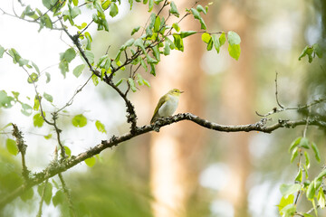 A lonely Wood warbler perched on a high branch in a summery boreal forest in Estonia, Northern Europe