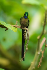 Violet-tailed Sylph - Aglaiocercus coelestis, beautiful long tailed hummingbird of South America, Mindo, Ecuador, 4K resolution