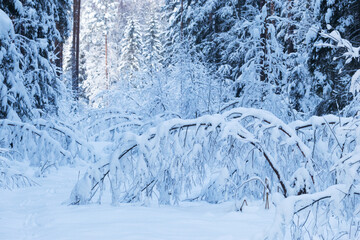 Fototapeta na wymiar Snow laden young hardwood after a heavy snowfall on a winter day in Estonia, Northern Europe