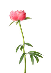 Obraz premium Beautiful blooming pink peony isolated on white