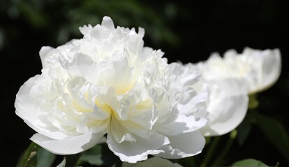 Closeup view of blooming white peony bush outdoors
