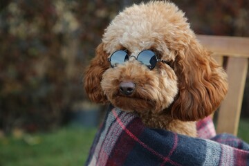 Cute fluffy dog with sunglasses wrapped in blanket outdoors