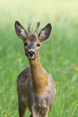 Naklejka na ściany i meble Closeup of a curious Roe deer buck on a summery meadow in Estonia, Northern Europe