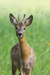 Foto op Plexiglas Closeup of a curious Roe deer buck on a summery meadow in Estonia, Northern Europe © adamikarl