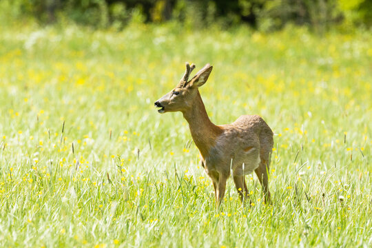 Roe deer buck on a summery meadow in Estonia, Northern Europe	