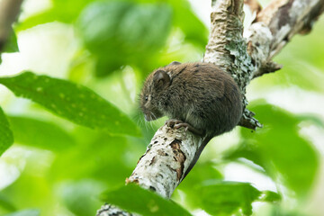 A small mouse standing on a tree branch in a summery forest in Estonia, Northern Europe