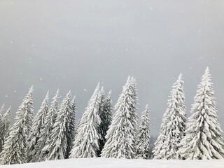 Fototapeta premium Snow