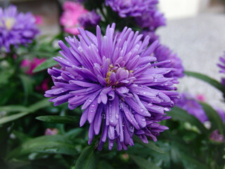 Garden Architecture plants and flowers
