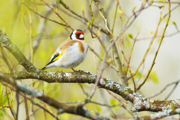 Colorful Goldfinch perched on a twig in a late spring woodland in Estonia, Northern Europe