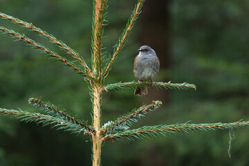 A curious Dunnock, Prunella modularis perched in a springtime forest in Estonia, Northern Europe