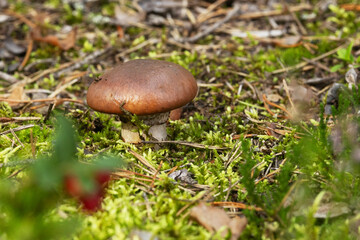 Closeup of a Brown slimecap mushroom growing on a forest floor in Estonia, Northern Europe