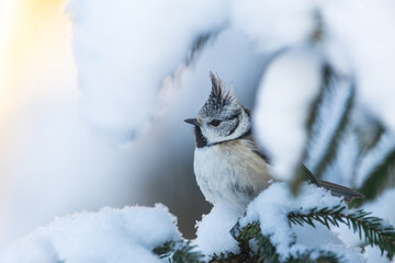 Closeup of Crested tit in the middle of snowy branches in wintry forest in Estonia, Northern Europe