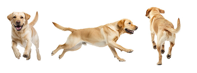 Collage of golden Retriever dog with front, side ands back view. Isolated over transparent background - obrazy, fototapety, plakaty