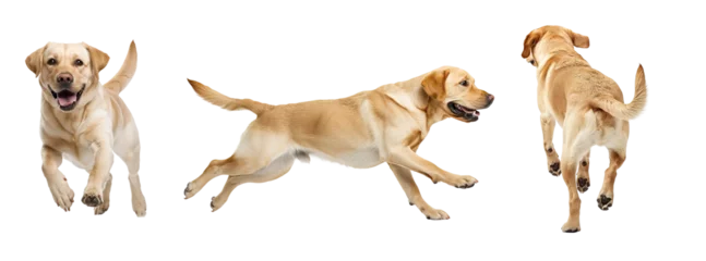 Poster Collage of golden Retriever dog with front, side ands back view. Isolated over transparent background © Pajaros Volando