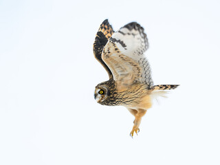 Short-eared Owl in flight in winter