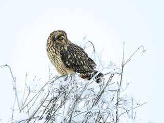 Short-eared Owl on frozen plants in Winter