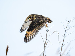 Short-eared Owl in flight in winter