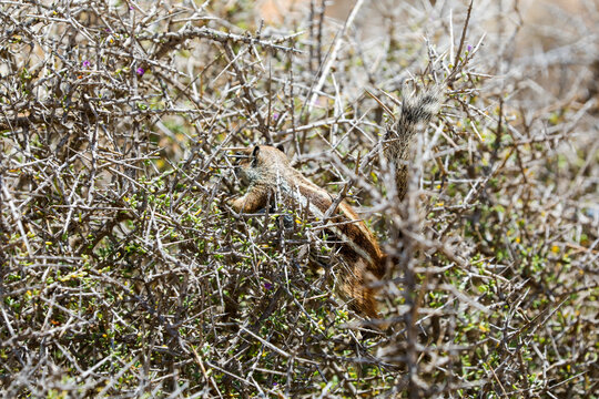 Asiatisches Streifenh&ouml;rnchen sucht Bl&uuml;ten Futter in einem Dornenbusch