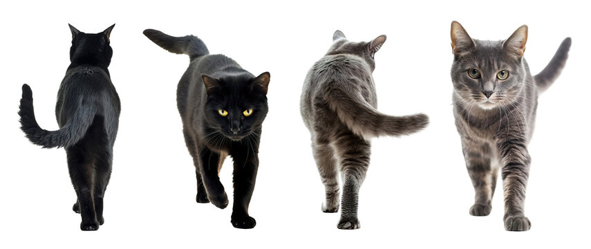 Set of black and gray cat posing in front and back view against isolated transparent background