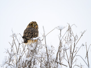 Short-eared Owl on frozen plants in Winter