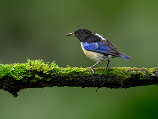 Golden-collared Honeycreeper on mossy stick on green background