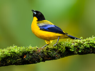 Blue-winged Mountain Tanager on mossy stick on green background