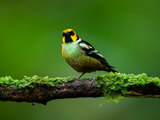 Flame-faced Tanager on mossy  stick against green background