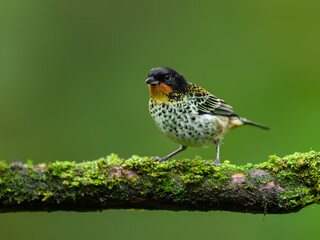 Rufous-throated Tanager on mossy stick against green background