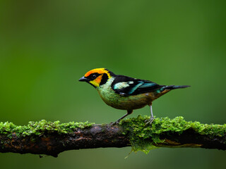 Flame-faced Tanager on mossy  stick against green background