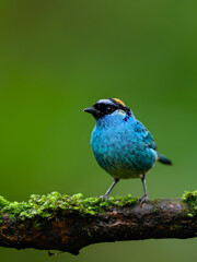 Golden-naped Tanager on mossy stick on green background