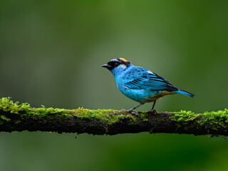 Golden-naped Tanager on mossy stick on green background