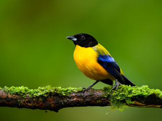 Blue-winged Mountain Tanager on mossy stick on green background