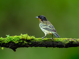 Rufous-throated Tanager on mossy stick against green background