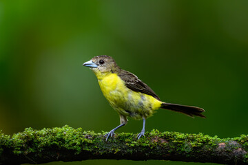 Fototapeta premium Female Lemon-rumped Tanager on mossy stick against green background