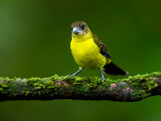Female Lemon-rumped Tanager on mossy  stick against green background